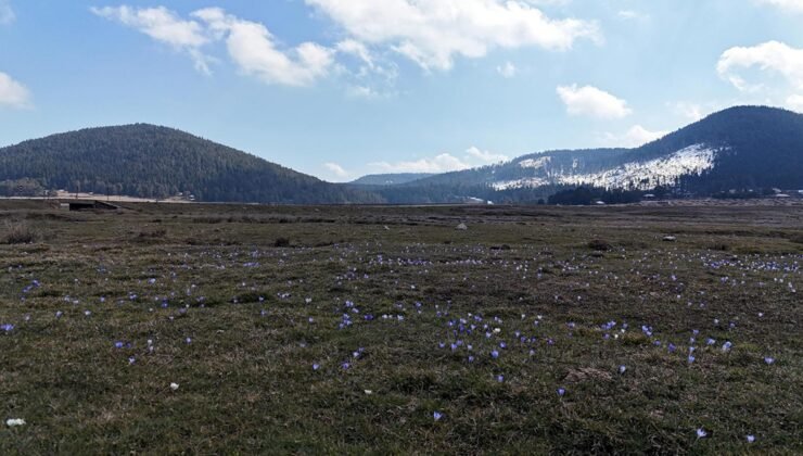 Baharın müjdecisi karların arasında açtı! Çiğdem dağ eteklerini süsledi