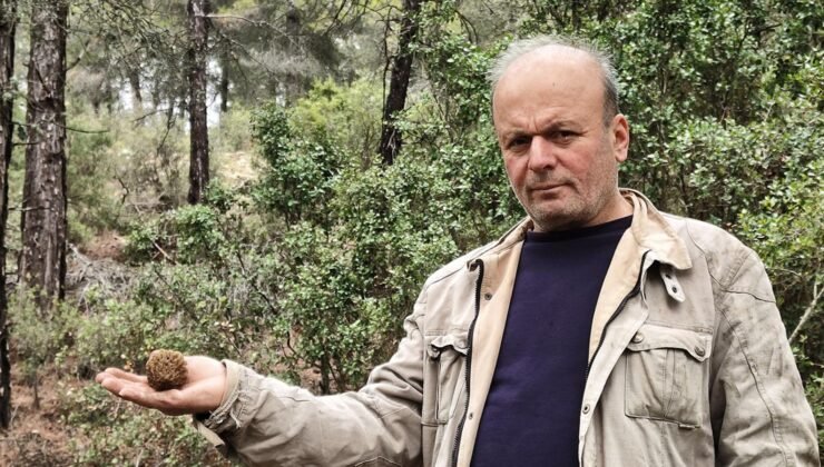 Altın bulmuş gibi seviniyorlar! Yağmurdan sonra ortaya çıkıyor, doğada kendiliğinden yetişiyor