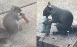 Sigara içen sincaplar sosyal medyayı salladı: Uzmanlar sebebini açıkladı!