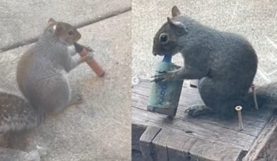 Sigara içen sincaplar sosyal medyayı salladı: Uzmanlar sebebini açıkladı!