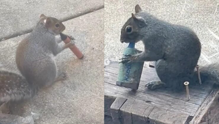 Sigara içen sincaplar sosyal medyayı salladı: Uzmanlar sebebini açıkladı!