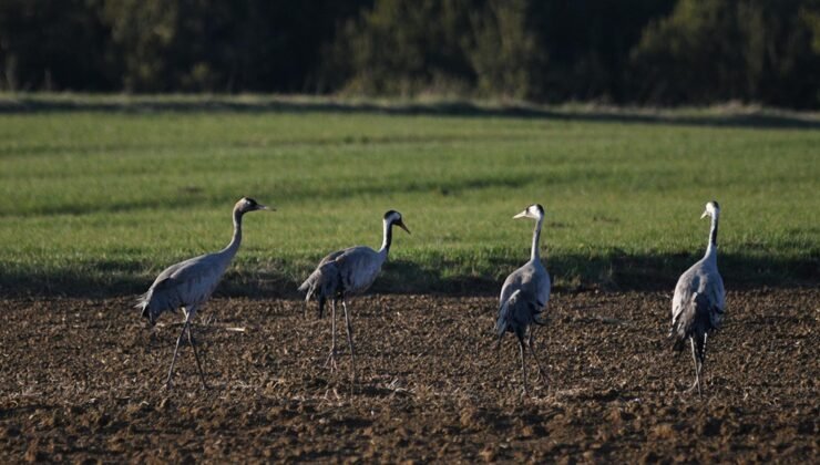 Bu görüntü çok nadir! Kastamonu'da görsel şölen: Turna ailesi göç yolunda görüntülendi