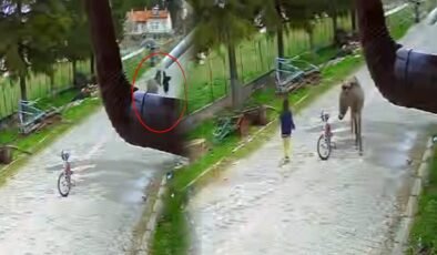 Oyun oynayan çocuğa eşek saldırdı: Eşek karantinaya alındı! O anlar kamerada