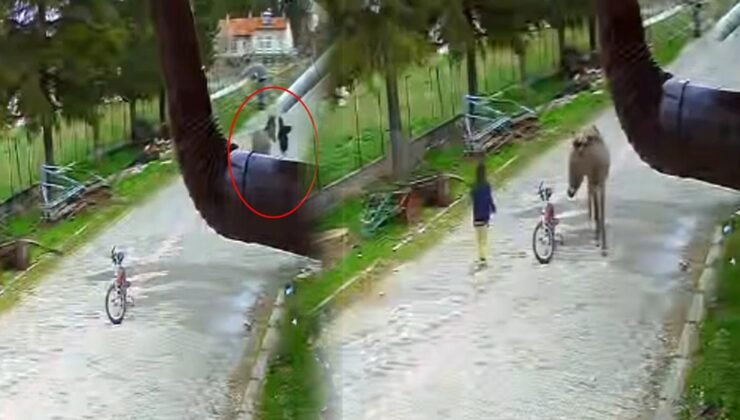 Oyun oynayan çocuğa eşek saldırdı: Eşek karantinaya alındı! O anlar kamerada