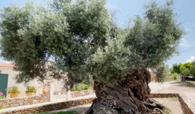 Dünyanın en yaşlı ağacı: 4 bin yıldır hayatta!