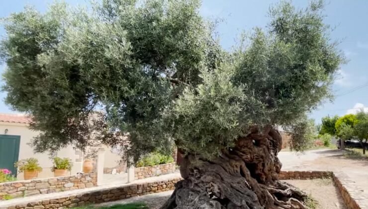 Dünyanın en yaşlı ağacı: 4 bin yıldır hayatta!