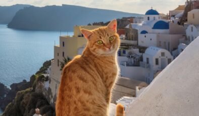 Yunanistan'da ücretsiz tatil imkanı: Tek şart kedileri sevmek