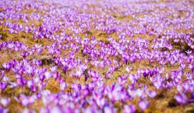 3 kilosu 1 daire ediyor