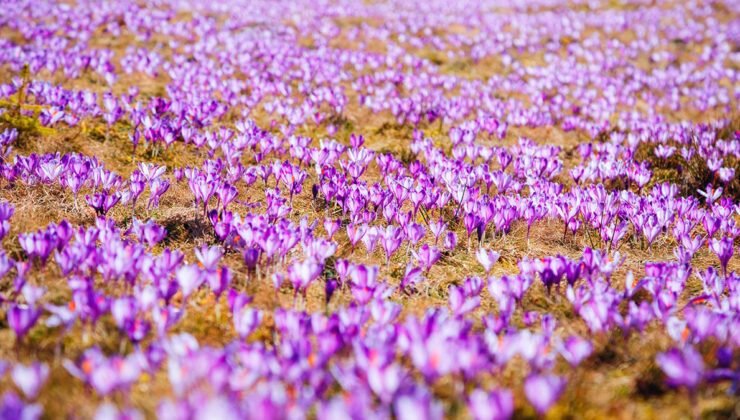 3 kilosu 1 daire ediyor