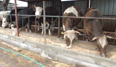 Burhaniye’de kurbanlık satışları başladı: Büyükbaş hisseleri 45 bin liraya kadar çıktı