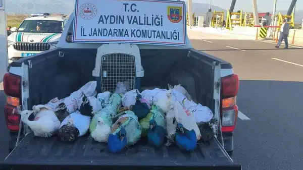 Aydın'da yolcu otobüsünde 12 tavus kuşu ele geçirildi
