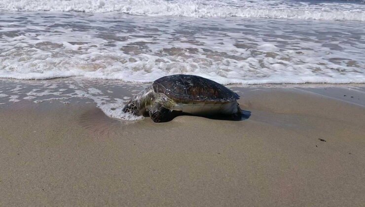 Kuşadası’nda bir ölü deniz kaplumbağası daha sahile vurdu: Sayı 8’e çıktı