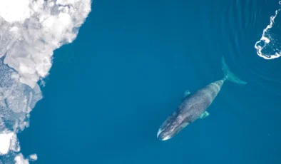 Uzun yaşamın şifresi okyanustan geldi: İnsan ömrü 200 yıla çıkabilir