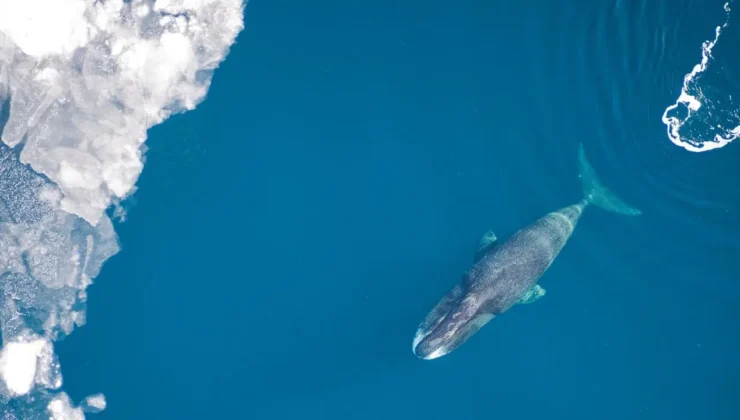 Uzun yaşamın şifresi okyanustan geldi: İnsan ömrü 200 yıla çıkabilir
