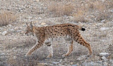 IUCN kırmızı listesinde yer alıyor: 'Ormanın hayaleti' en net haliyle görüntülendi