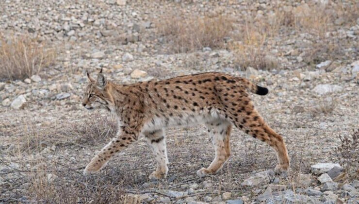 IUCN kırmızı listesinde yer alıyor: 'Ormanın hayaleti' en net haliyle görüntülendi