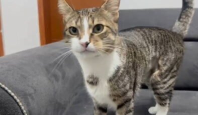 Zonguldak’ta şaşkınlık yaratan olay: Kedinin midesinden vantuz çıktı!