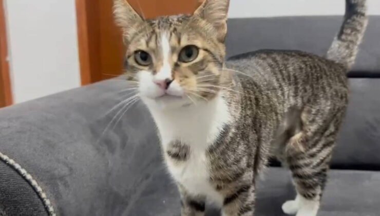 Zonguldak’ta şaşkınlık yaratan olay: Kedinin midesinden vantuz çıktı!