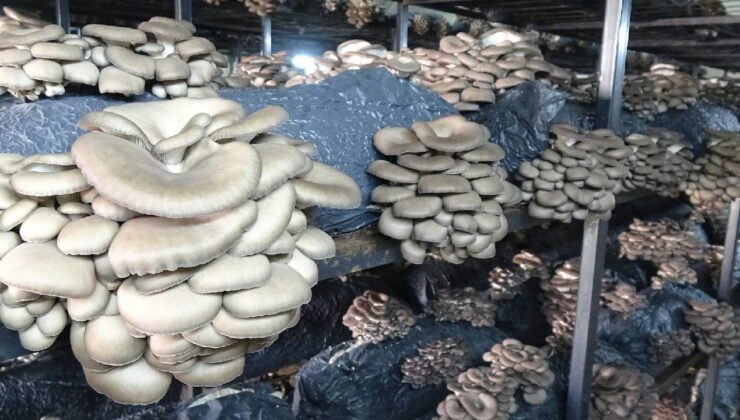 Samsun’da üreticilere yeni gelir kapısı oldu: 7 üretim odası, 84 ton kapasite