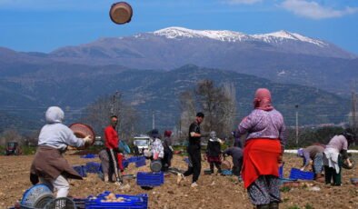 Ödemiş Ovası'nda hasat ve ekim tarihleri çakıştı: Üreticiler tarlalarda adeta zamanla yarışıyor…