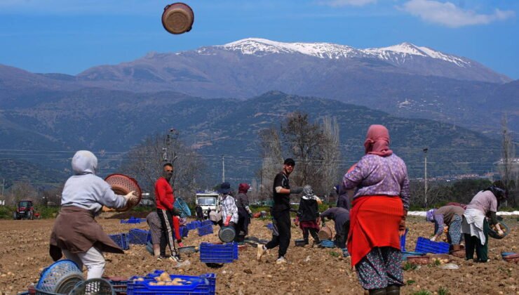 Ödemiş Ovası'nda hasat ve ekim tarihleri çakıştı: Üreticiler tarlalarda adeta zamanla yarışıyor…