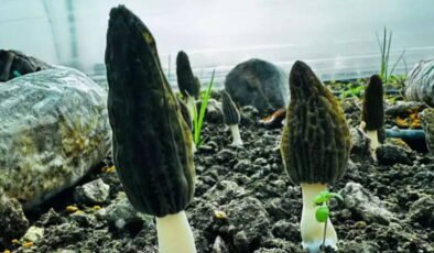 Mersin'de ilk hasat başladı: Kilosu gram altınla yarışıyor