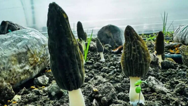 Mersin'de ilk hasat başladı: Kilosu gram altınla yarışıyor