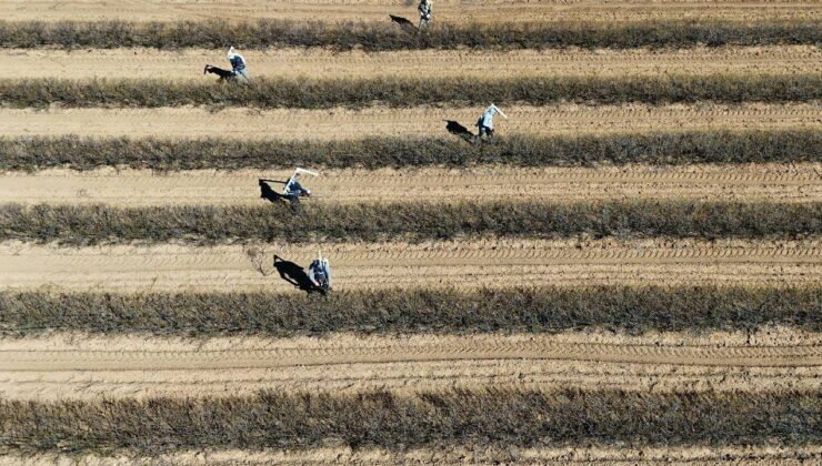 Mühendisliği bıraktı üretime başladı: 10 tonun üzerinde rekolte bekliyor…