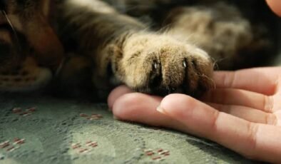 Kedi istismarına tepkiler büyüyor