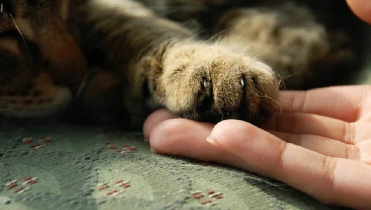 Kedi istismarına tepkiler büyüyor