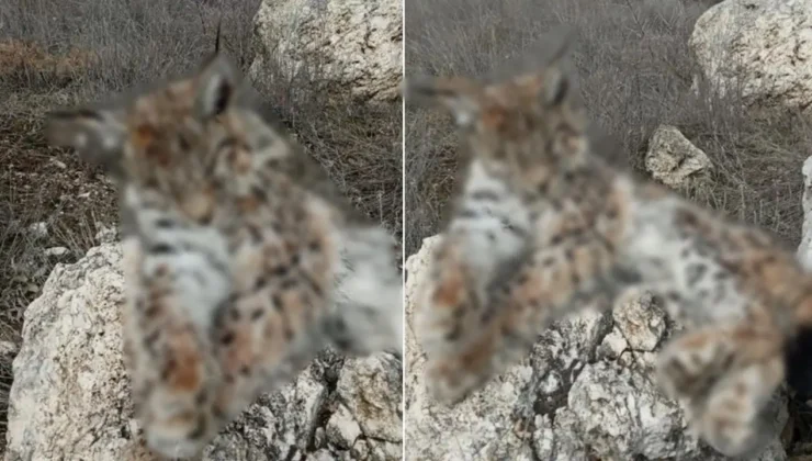 Doğada nadir görülen vaşak ölü bulundu