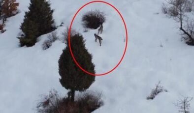 Kırmızı listede! Erzincan'da ortaya çıktılar: Karların içinde inanılmaz manzara