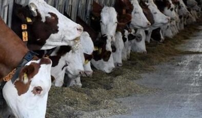 Çorum'da büyükbaş hayvanları uygunsuz koşullarda barındıran işletmeye idari para cezası uygulandı