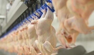 Tavuk eti üretimi ocakta arttı