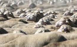 TİGEM, 120 reforme küçükbaş hayvan satacak