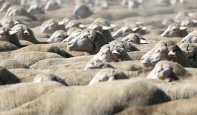 TİGEM, 120 reforme küçükbaş hayvan satacak