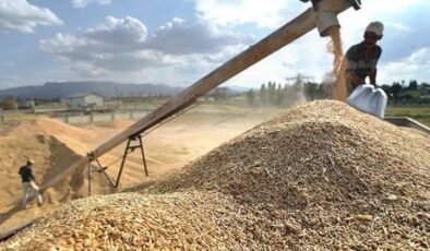 Hububat üretiminde yüksek verim potansiyeli bulunuyor