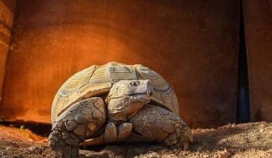 26 yaşındaki kaplumbağa Sabi yalnız! Ona arkadaş aranıyor