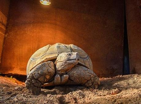 26 yaşındaki kaplumbağa Sabi yalnız! Ona arkadaş aranıyor