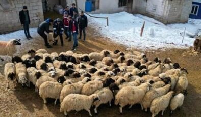 Van'da küçükbaş hayvancılık devlet desteğiyle artıyor