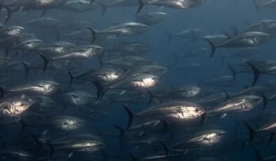 Orkinos avcılığında mevcut sistem sektörün de talebiyle devam edecek