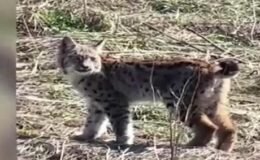 Yer: Sivas! Ormanın hayaleti 'vaşak' böyle görüntülendi! 'Doğadan nadir yaşanan bir an'