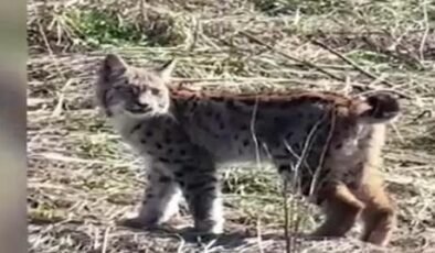 Yer: Sivas! Ormanın hayaleti 'vaşak' böyle görüntülendi! 'Doğadan nadir yaşanan bir an'