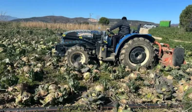 Geçen yıl peşinden koşuyorlardı, bu yıl tarlada çürüdü: Tarlada 3 lira, pazarda 70 lira!