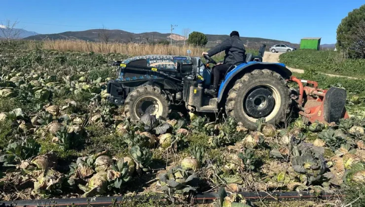 Geçen yıl peşinden koşuyorlardı, bu yıl tarlada çürüdü: Tarlada 3 lira, pazarda 70 lira!