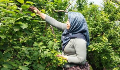 Hasadı başladı: Sezonun ilk ürünü rekor fiyatla tezgâhta