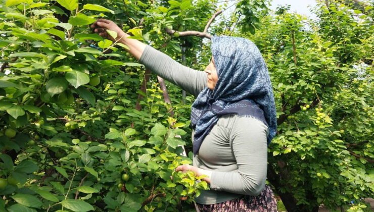 Hasadı başladı: Sezonun ilk ürünü rekor fiyatla tezgâhta