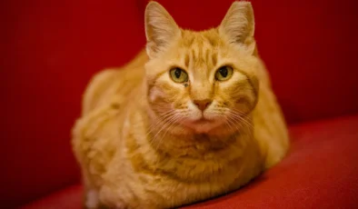 Cumhuriyet'in emektarlarındandı: Sarı'yı kaybettik