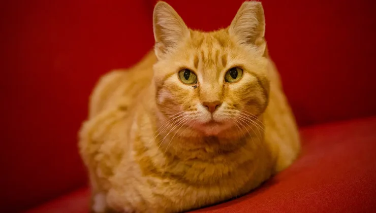 Cumhuriyet'in emektarlarındandı: Sarı'yı kaybettik