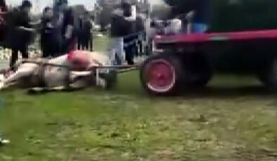 Atlara şiddet uygulayan şüphelilere hayvan barınağında çalışma cezası